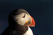 IMG_4411