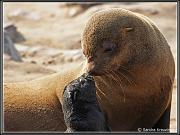 animals5