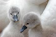 swan1008