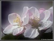 flowers_1