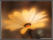 flowers_11