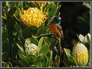 flowers_12