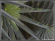 flowers_2
