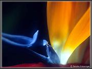 flowers_5
