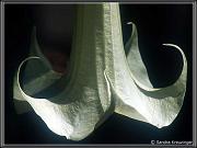 flowers_6