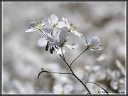 flowers_8