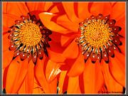 flowers_9