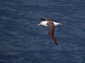 Vogelflug