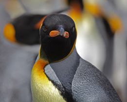 Königspinguin