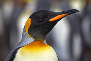 Königspinguin