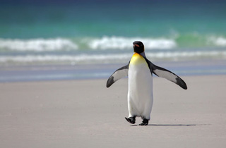 Königspinguin