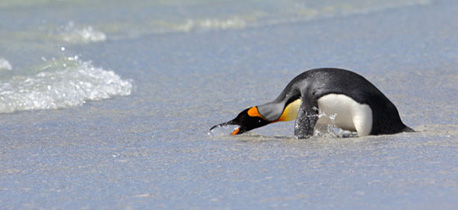 Königspinguin