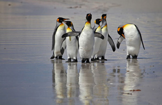 Königspinguin