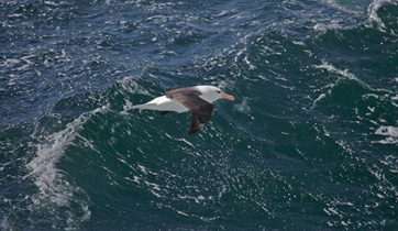 Vorbeiflieger
