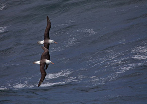 Vorbeiflieger