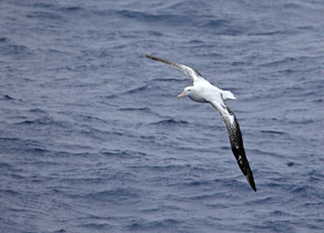 Albatros