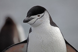 Zügelpinguin