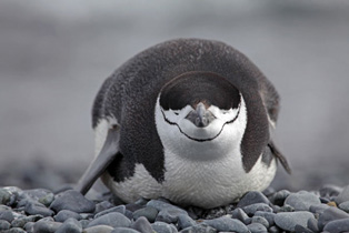 Zügelpinguin