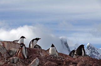 Eselspinguine
