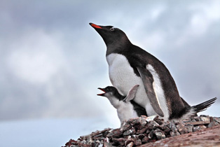 Eselspinguin mit Küken