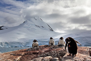Eselspinguine mit Panorama