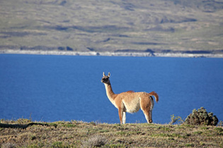 Guanako