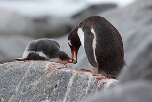 Eselspinguine