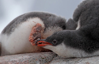 Eselspinguine