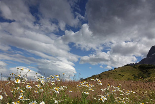 Blümchen