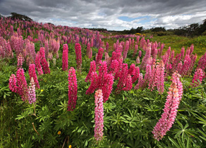 Lupinen