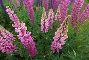 Lupinen