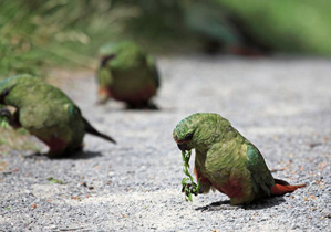 Grüne Papageien