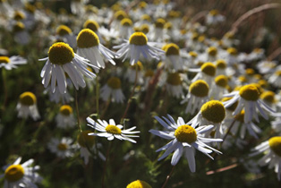 Blümchen