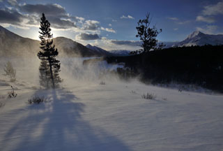 Gr&uuml;ne Papageien