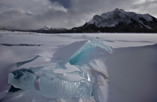 Gr&uuml;ne Papageien