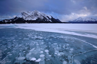Gr&uuml;ne Papageien