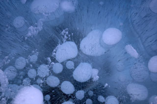 Gr&uuml;ne Papageien