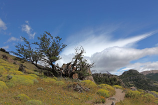 Sendero al Fitz Roy