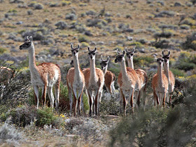 Guanakos