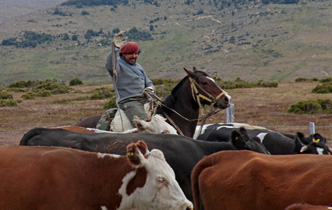 Gauchos