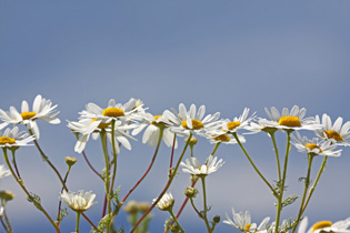 Natur an der Laguna Nimez