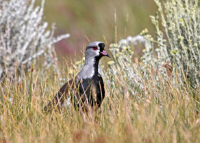Natur an der Laguna Nimez