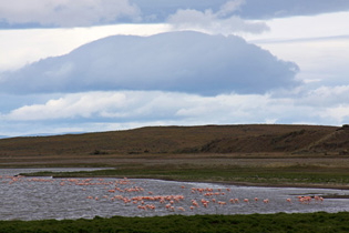 Flamingos