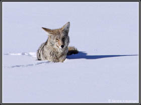 Coyote