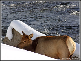 Wapiti in Sicht